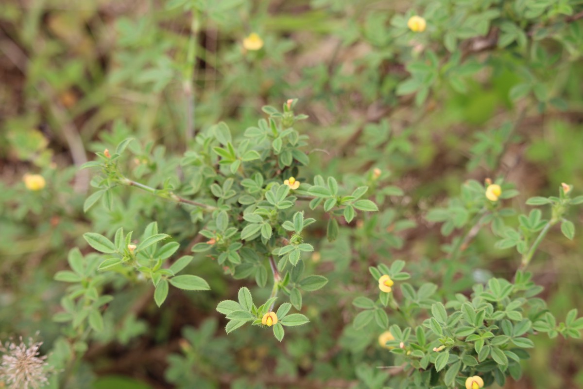 Stylosanthes fruticosa (Retz.) Alston